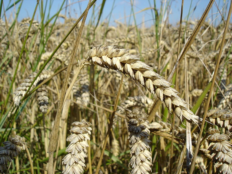 Why Take The Flour Back are wrong and I’m leaving the Green Party